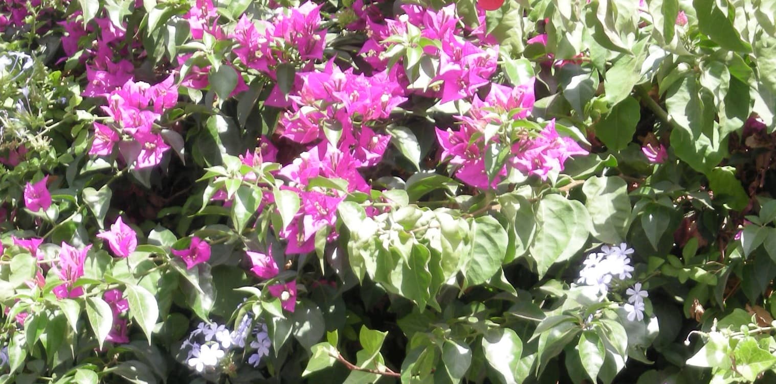 Bougainville