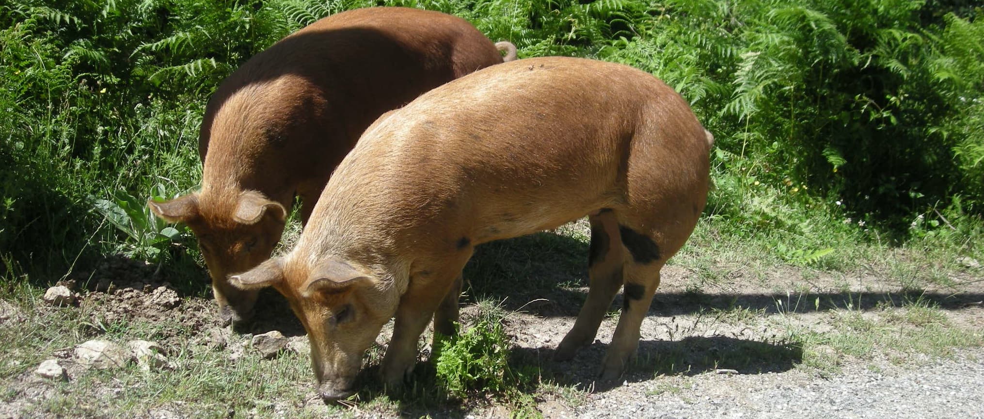 cochon