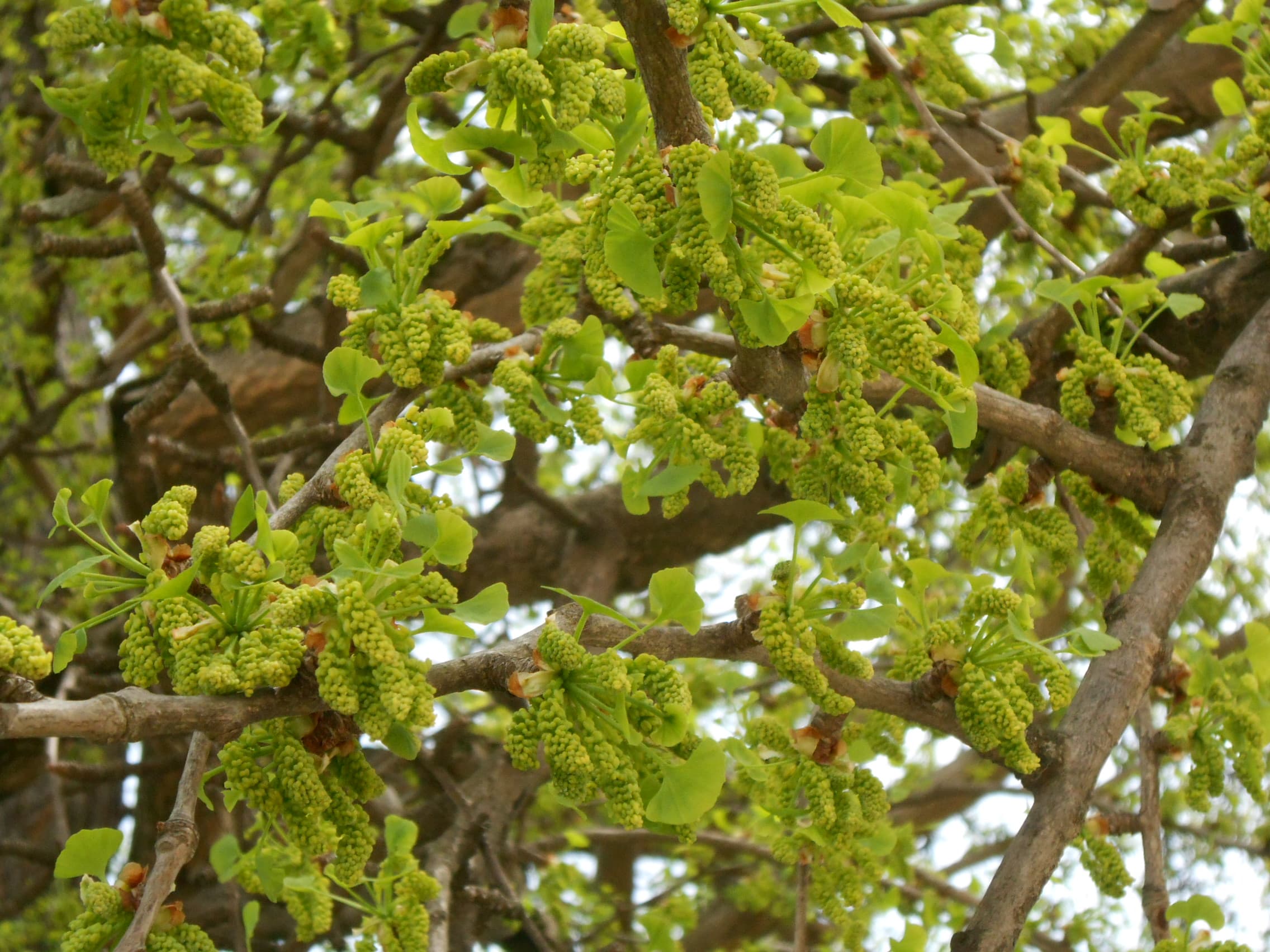 trésor